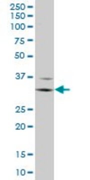 Monoclonal Anti-FCGR3A, (C-terminal) antibody produced in mouse clone 2B11, ascites fluid