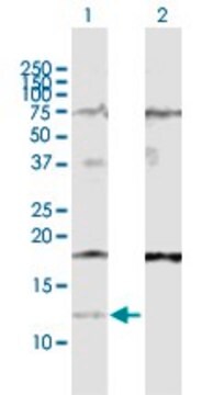 Anti-IFI27 antibody produced in rabbit purified immunoglobulin, buffered aqueous solution