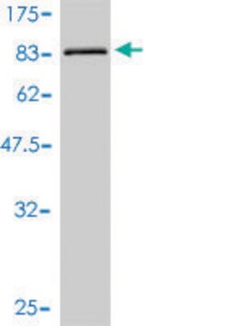 Monoclonal Anti-ULK4 antibody produced in mouse clone 4A10-1A7, purified immunoglobulin, buffered aqueous solution