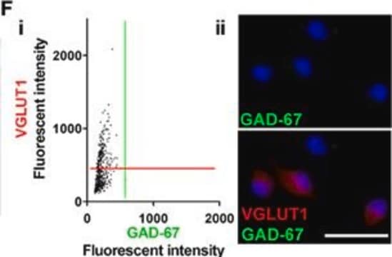 Anti-GAD67 Antibody, clone 1G10.2 clone 1G10.2, Chemicon&#174;, from mouse