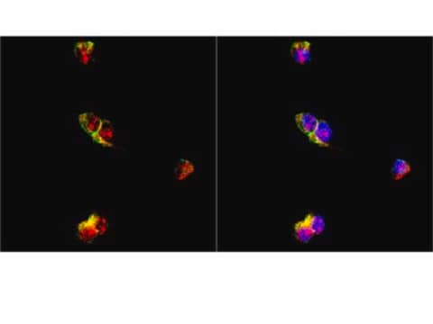 Anti-Neurogenin-2 Antibody Chemicon&#174;, from rabbit