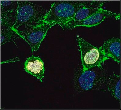 Anti-phospho Histone H3 (Ser10), clone 3H10, Alexa Fluor&#8482; 647 Antibody clone 3H10, from mouse, ALEXA FLUOR&#8482; 647