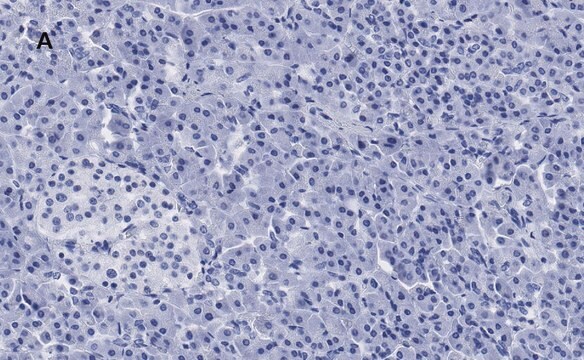 Anti-S6 Ribosomal Protein Antibody, clone 1E9, ZooMAb&#174; Rabbit Monoclonal recombinant, expressed in HEK 293 cells