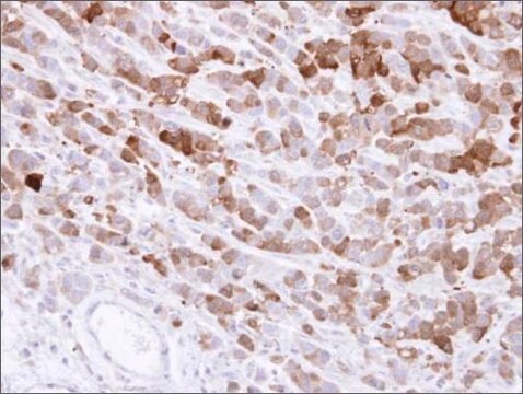 Anti-AKR1C1 antibody produced in rabbit affinity isolated antibody, buffered aqueous solution