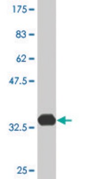 Monoclonal Anti-ATOX1 antibody produced in mouse clone 3A1, ascites fluid, solution