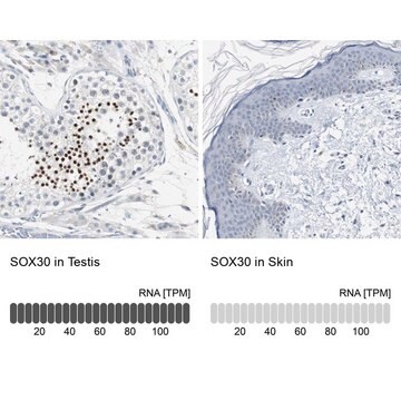 Anti-SOX30 antibody produced in rabbit Prestige Antibodies&#174; Powered by Atlas Antibodies, affinity isolated antibody, buffered aqueous glycerol solution