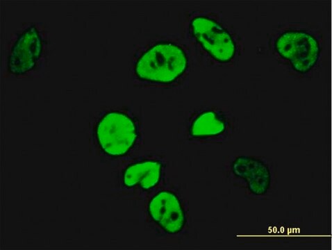 Monoclonal Anti-TCF7L2 antibody produced in mouse clone 1A1, purified immunoglobulin, buffered aqueous solution