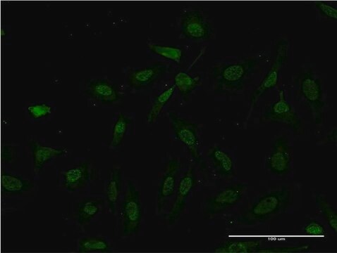 ANTI-IKBKB antibody produced in mouse clone 3C12, purified immunoglobulin, buffered aqueous solution