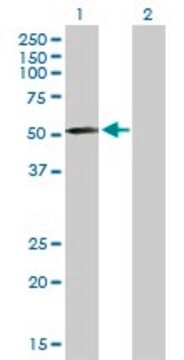 Anti-MMP10 antibody produced in mouse purified immunoglobulin, buffered aqueous solution