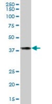 Anti-TBCC antibody produced in mouse IgG fraction of antiserum, buffered aqueous solution