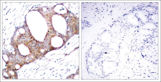 Anti-phospho-GSK3A (pSer21) antibody produced in rabbit affinity isolated antibody