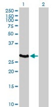 Anti-HLA-DOA antibody produced in mouse purified immunoglobulin, buffered aqueous solution