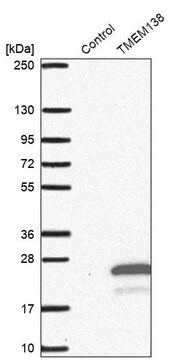 Anti-TMEM138 antibody produced in rabbit Prestige Antibodies&#174; Powered by Atlas Antibodies, affinity isolated antibody, buffered aqueous glycerol solution