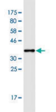 Monoclonal Anti-ASXL1 antibody produced in mouse clone 6E2, purified immunoglobulin, buffered aqueous solution