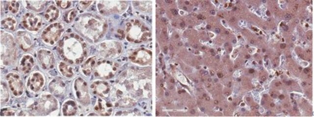 Anti-phospho-Rsk1 (Thr359/Ser363) Antibody from rabbit, purified by affinity chromatography