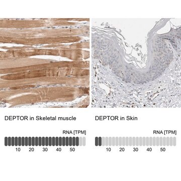 Anti-DEPTOR antibody produced in rabbit Prestige Antibodies&#174; Powered by Atlas Antibodies, affinity isolated antibody, buffered aqueous glycerol solution, Ab1