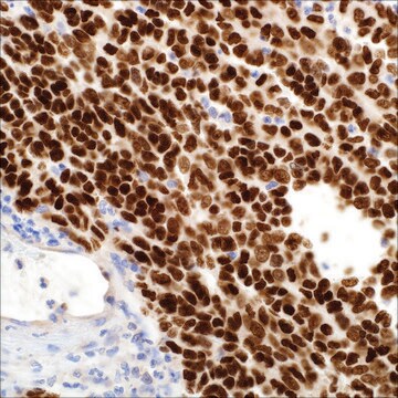 SOX-10 Rabbit Polyclonal Antibody