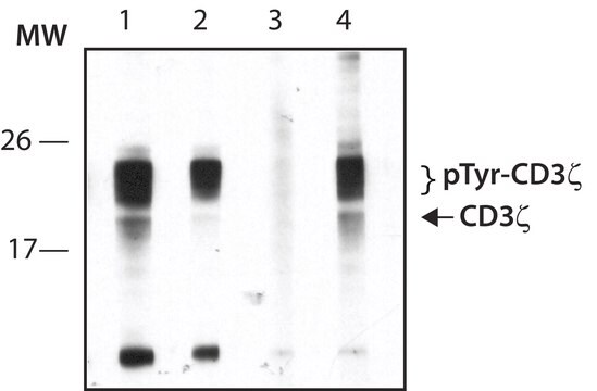 Anti-phospho-CD3&#950; (pTyr83) antibody produced in rabbit ~1.0&#160;mg/mL, affinity isolated antibody