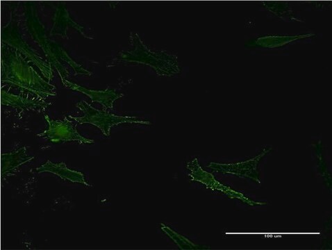 Monoclonal Anti-ACE antibody produced in mouse clone 4B10, purified immunoglobulin, buffered aqueous solution