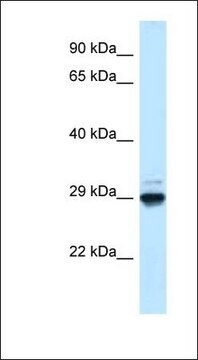 Anti-MAF1 antibody produced in rabbit affinity isolated antibody