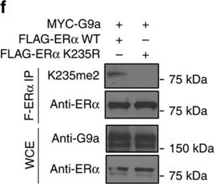 Anti-G9a Methyltransferase antibody produced in rabbit affinity isolated antibody, buffered aqueous solution