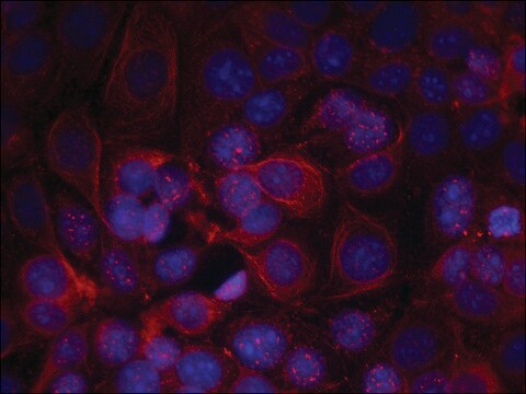 Anti-phospho-ERBB2 (pTyr1221/pTyr1222) antibody produced in rabbit affinity isolated antibody