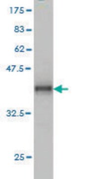 Monoclonal Anti-ADAM12 antibody produced in mouse clone 1G3, purified immunoglobulin, buffered aqueous solution