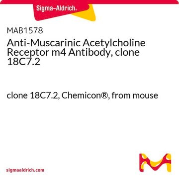 Anti-Muscarinic Acetylcholine Receptor m4 Antibody, clone 18C7.2 clone 18C7.2, Chemicon&#174;, from mouse