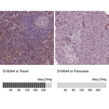 Monoclonal Anti-S100A4 antibody produced in mouse Prestige Antibodies&#174; Powered by Atlas Antibodies, clone CL0237, purified immunoglobulin, buffered aqueous glycerol solution