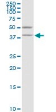 Monoclonal Anti-VAT1, (C-terminal) antibody produced in mouse clone 3E9, purified immunoglobulin, buffered aqueous solution