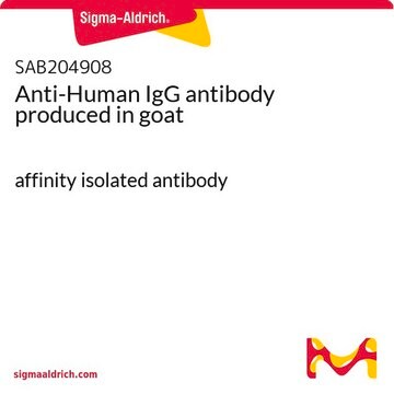 Anti-Human IgG antibody produced in goat affinity isolated antibody