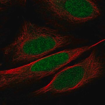 Anti-Wdr5 Antibody Produced In Rabbit Prestige Antibodies&#174; Powered by Atlas Antibodies, affinity isolated antibody, buffered aqueous glycerol solution