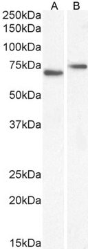 Anti-NOX5 antibody produced in goat affinity isolated antibody, buffered aqueous solution