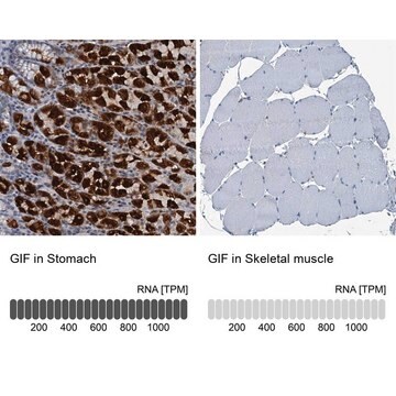 Anti-GIF antibody produced in rabbit Prestige Antibodies&#174; Powered by Atlas Antibodies, affinity isolated antibody, buffered aqueous glycerol solution