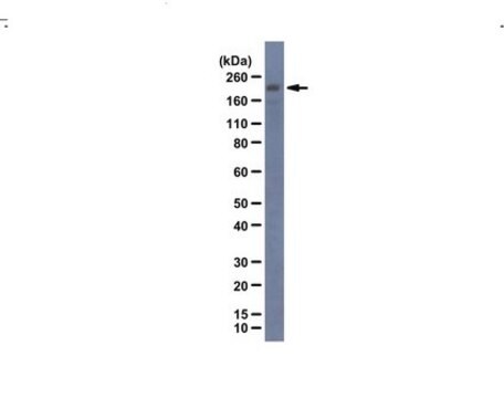 Anti-Rootletin from chicken, purified by affinity chromatography