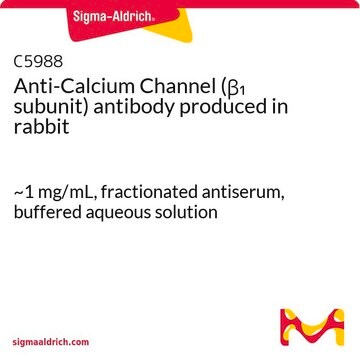 Anti-Calcium Channel (&#946;1 subunit) antibody produced in rabbit ~1&#160;mg/mL, fractionated antiserum, buffered aqueous solution