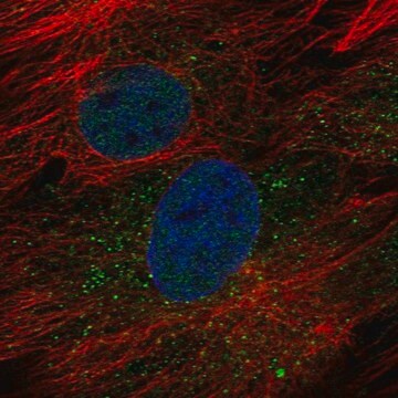 Anti-GOLT1B antibody produced in rabbit Prestige Antibodies&#174; Powered by Atlas Antibodies, affinity isolated antibody