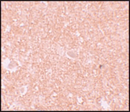 Anti-NALP10 antibody produced in rabbit affinity isolated antibody, buffered aqueous solution