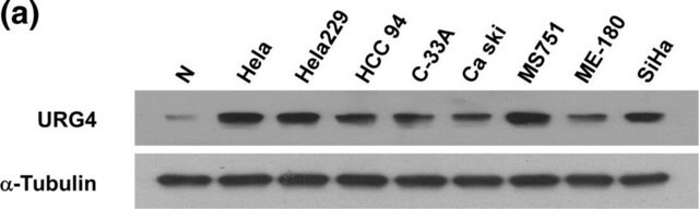 Anti-URGCP antibody produced in rabbit Prestige Antibodies&#174; Powered by Atlas Antibodies, affinity isolated antibody, buffered aqueous glycerol solution, Ab2