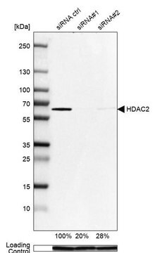 Anti-HDAC2 antibody produced in rabbit affinity isolated antibody, buffered aqueous glycerol solution