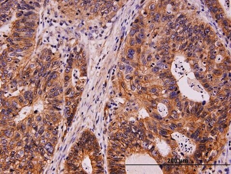 Monoclonal Anti-KIT antibody produced in mouse clone 6G12, purified immunoglobulin, buffered aqueous solution