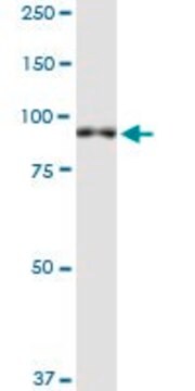 Monoclonal Anti-XPR1, (C-terminal) antibody produced in mouse clone 2G8, purified immunoglobulin, buffered aqueous solution