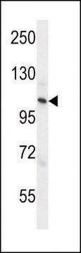 ANTI-ZC3H3 (C-TERM) antibody produced in rabbit IgG fraction of antiserum, buffered aqueous solution