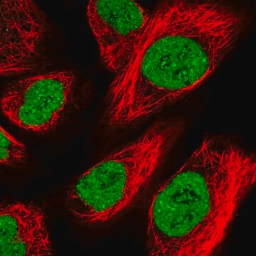 Anti-ZFHX4 antibody produced in rabbit Prestige Antibodies&#174; Powered by Atlas Antibodies, affinity isolated antibody, buffered aqueous glycerol solution