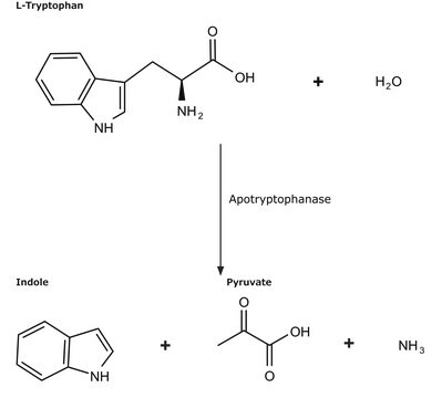 Apotryptophanase from Escherichia coli soluble powder, 75-150&#160;units/mg solid