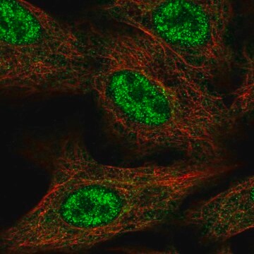 Anti-FAM96A antibody produced in rabbit Prestige Antibodies&#174; Powered by Atlas Antibodies, affinity isolated antibody