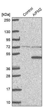 抗AIFM2抗体 ウサギ宿主抗体 Prestige Antibodies&#174; Powered by Atlas Antibodies, affinity isolated antibody, buffered aqueous glycerol solution