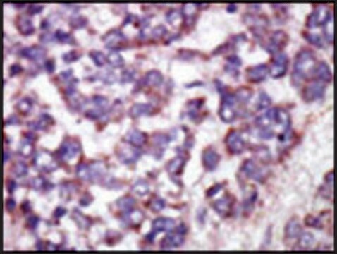 Anti-LATS1 (N-term) antibody produced in rabbit IgG fraction of antiserum, buffered aqueous solution