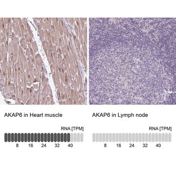 Anti-AKAP6 antibody produced in rabbit Prestige Antibodies&#174; Powered by Atlas Antibodies, affinity isolated antibody, buffered aqueous glycerol solution