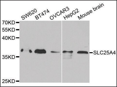 Anti-SLC25A4 antibody produced in rabbit affinity isolated antibody